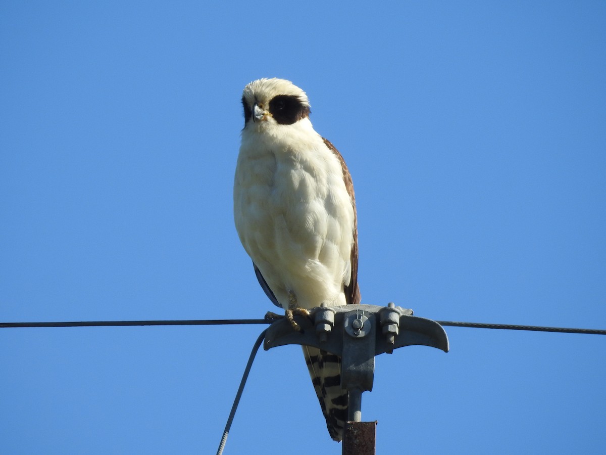 Laughing Falcon - Viviana Giqueaux