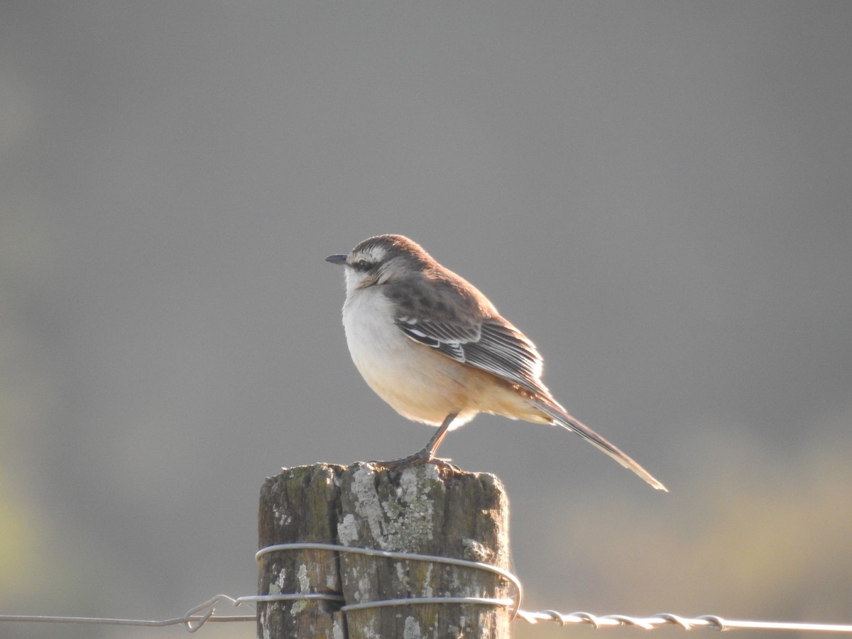 Chalk-browed Mockingbird - Viviana Giqueaux