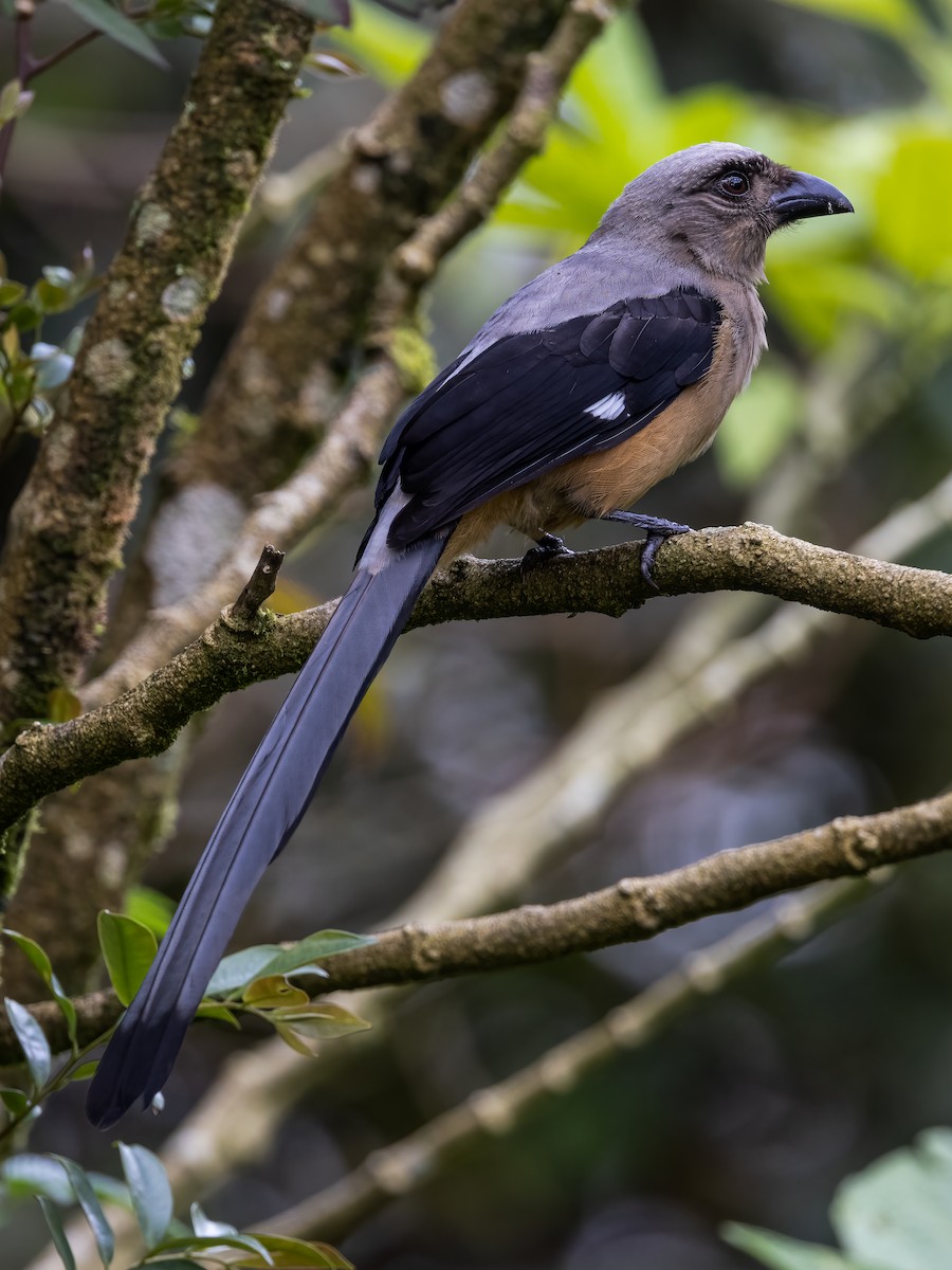 Bornean Treepie - ML472244571