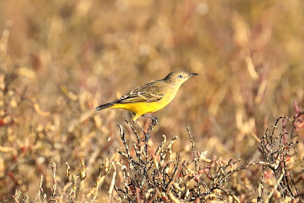 Yellow Chat - Peter Kyne