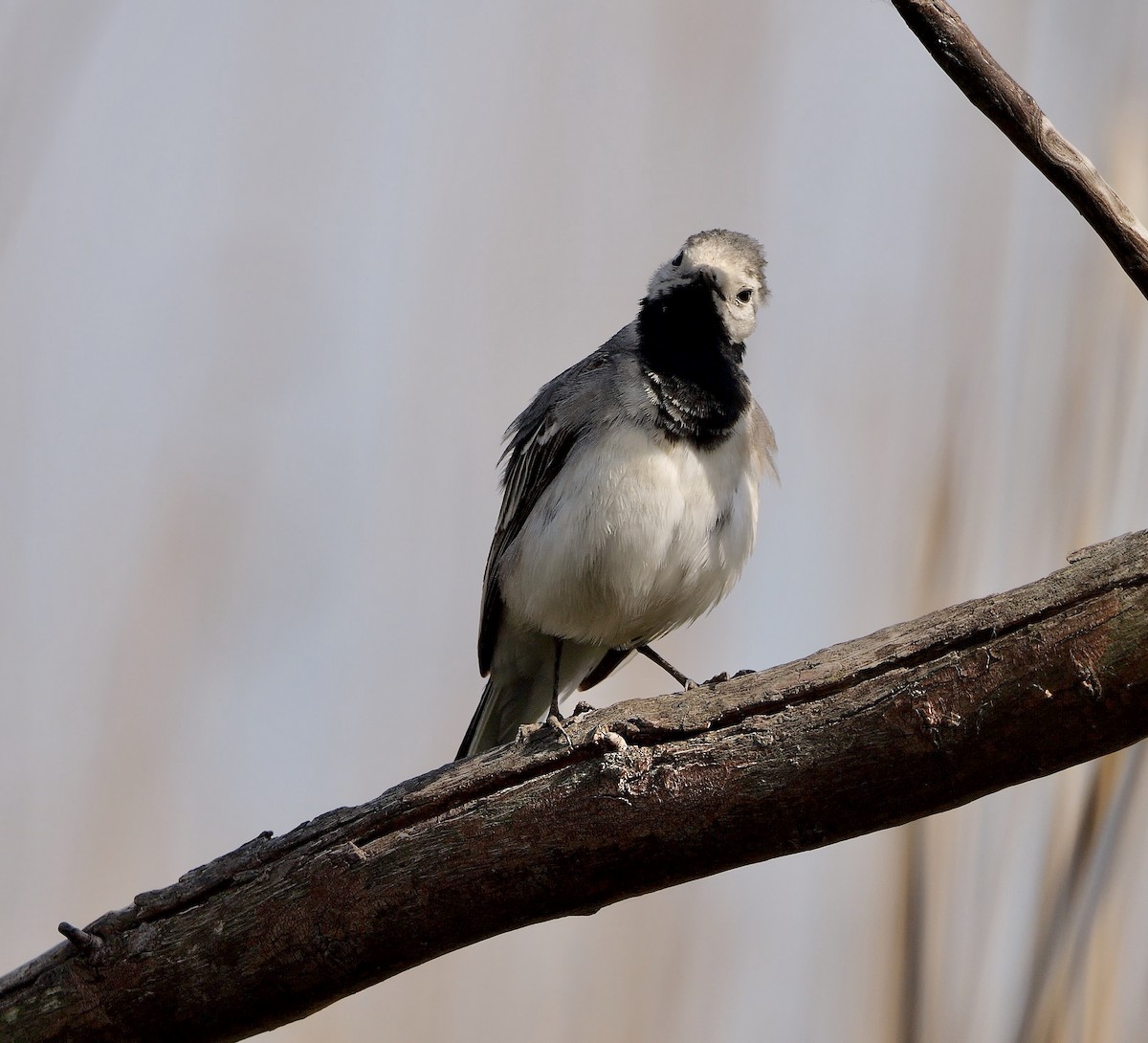 White Wagtail (White-faced) - Greg Baker