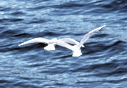 Black-billed Gull - ML472247121