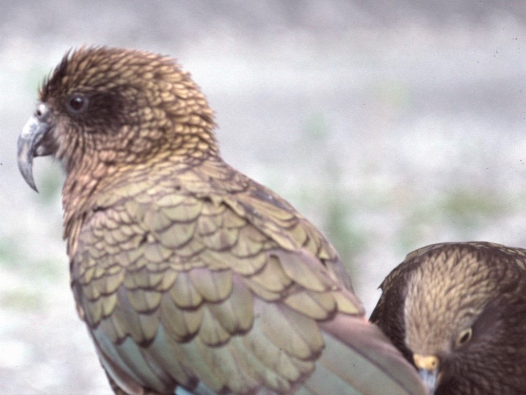Kea - ML472247511