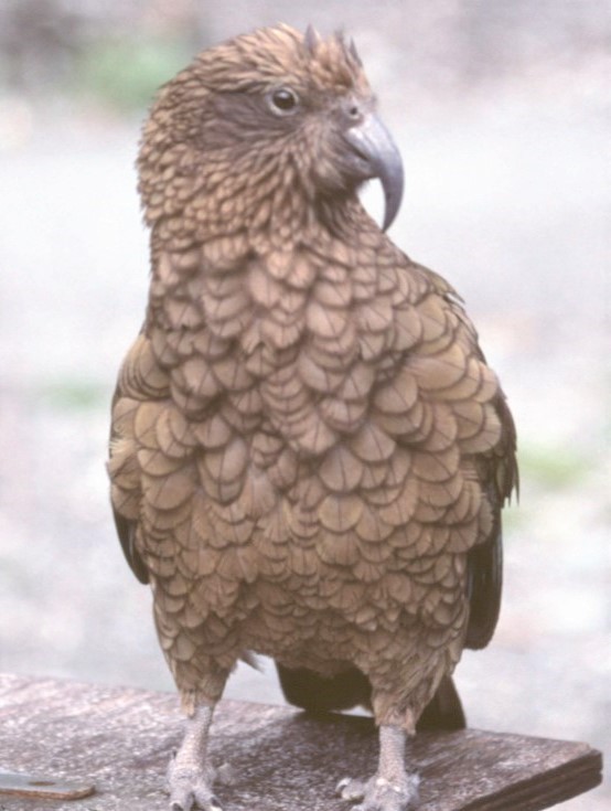 Kea - ML472247871
