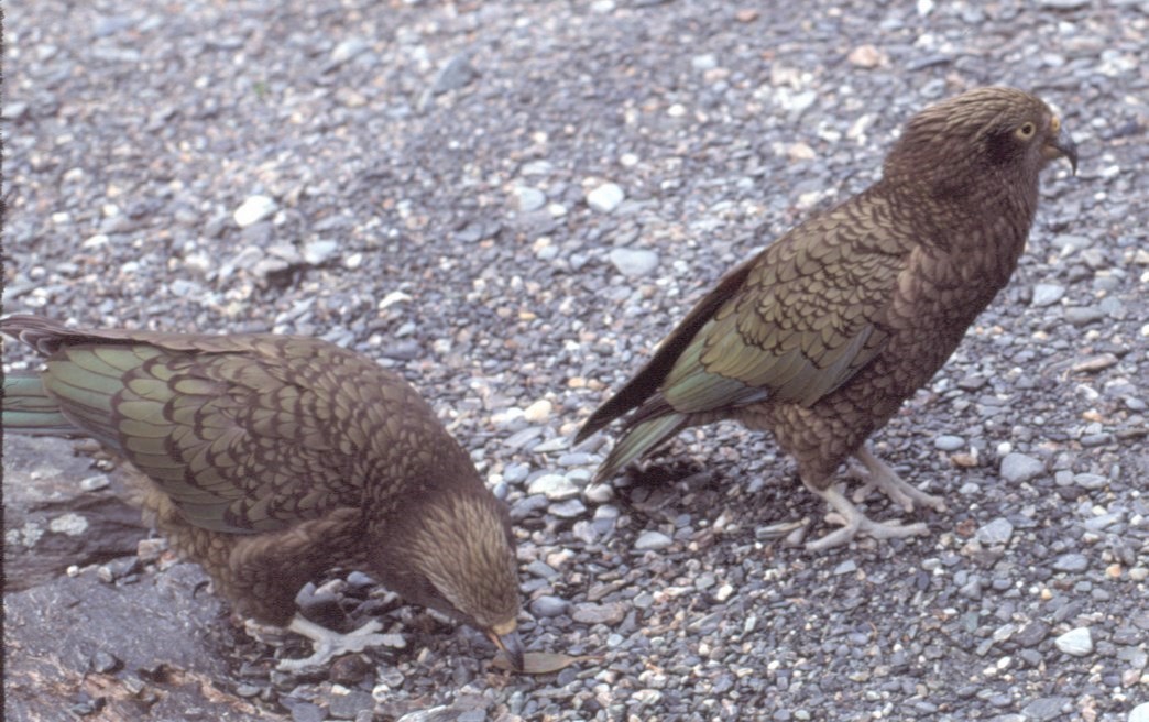 Kea - ML472247881