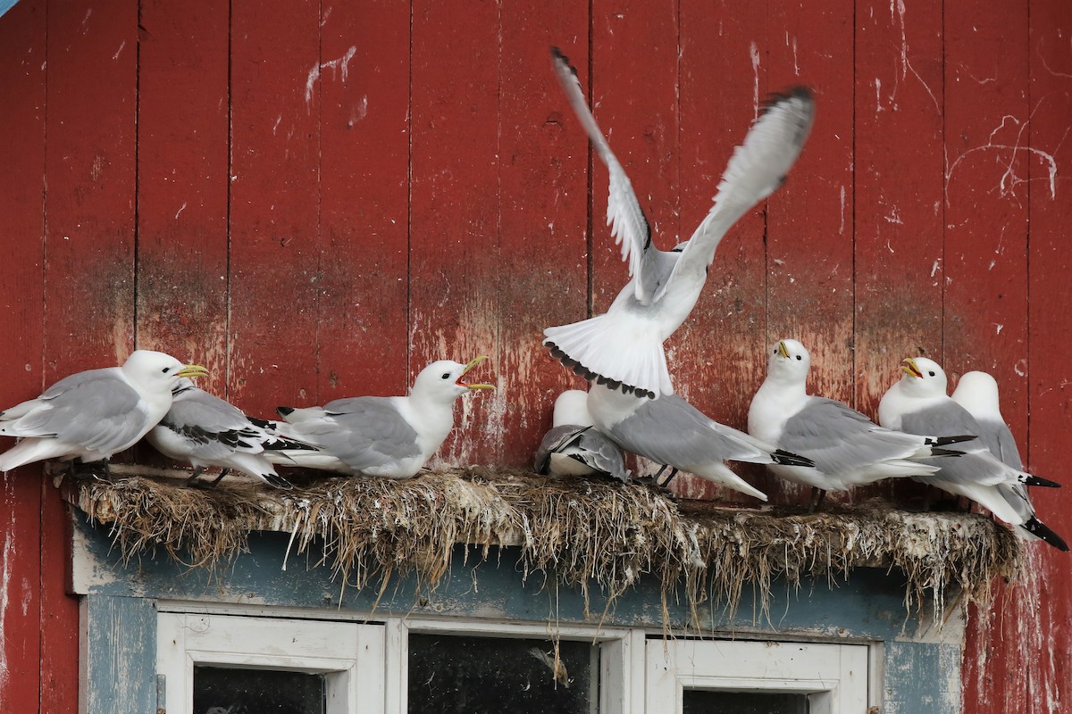 Black-legged Kittiwake - ML472248011