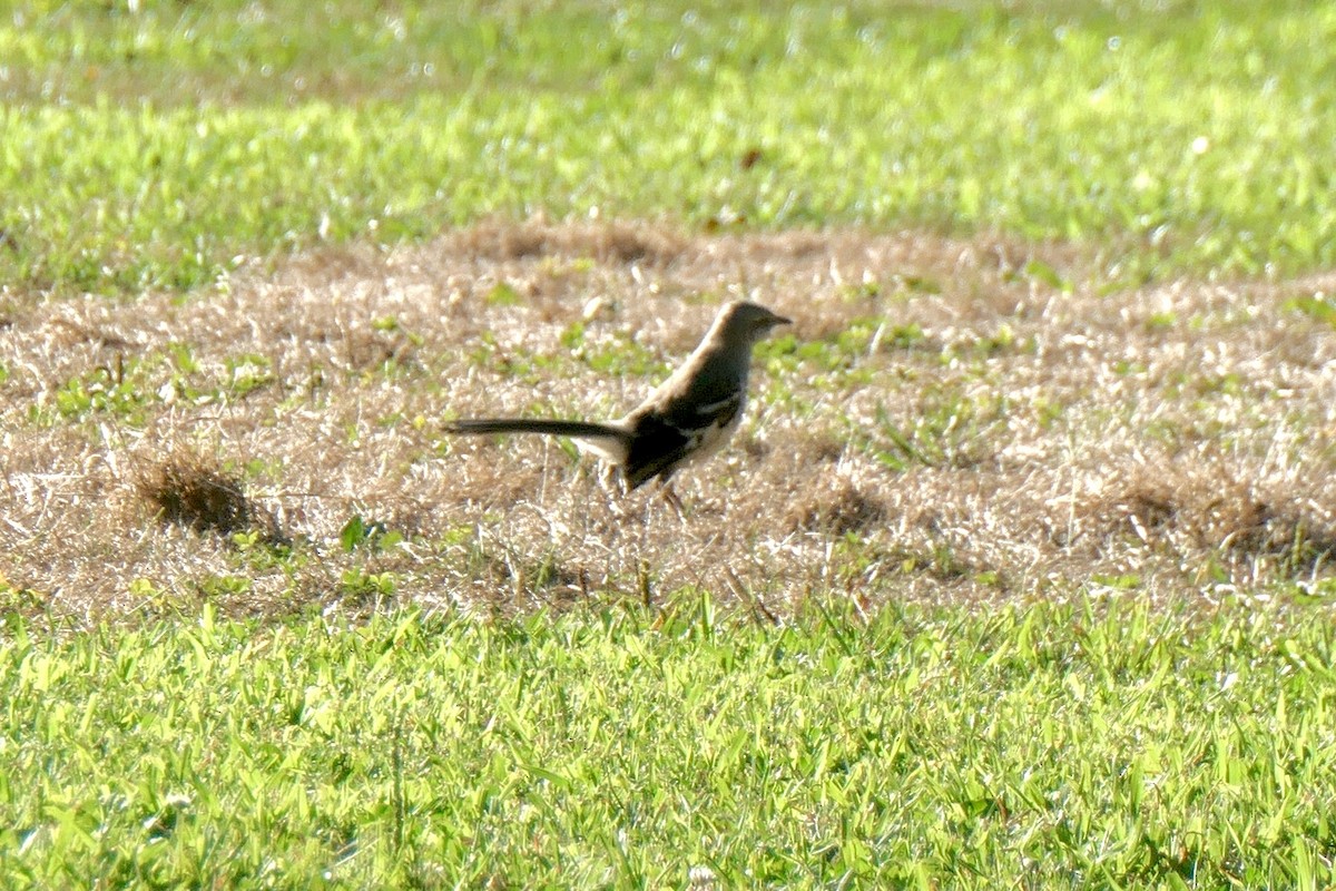 Northern Mockingbird - ML472248591