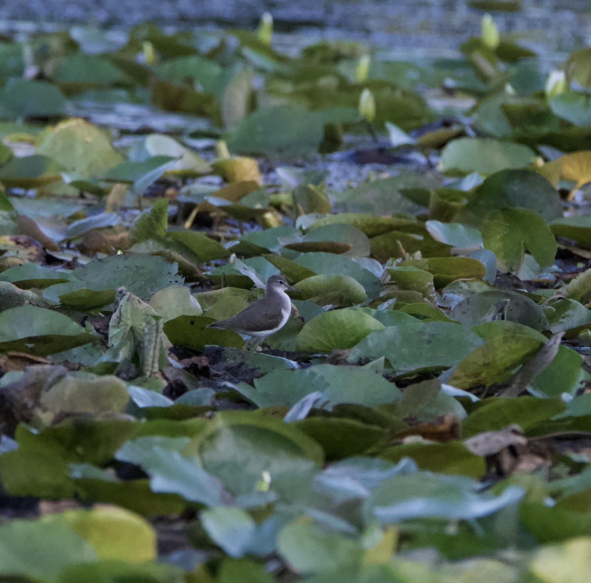 Spotted Sandpiper - ML472253131