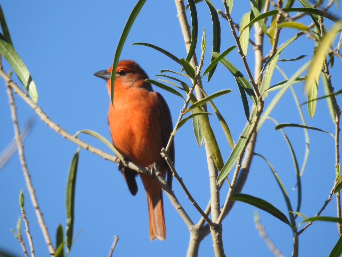 Hepatic Tanager - Viviana Giqueaux