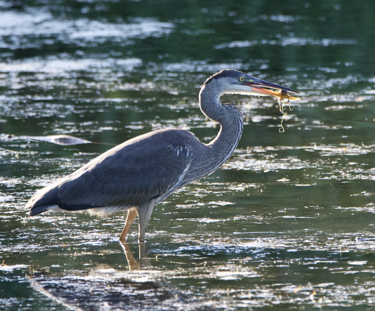 Great Blue Heron - lawrence connolly
