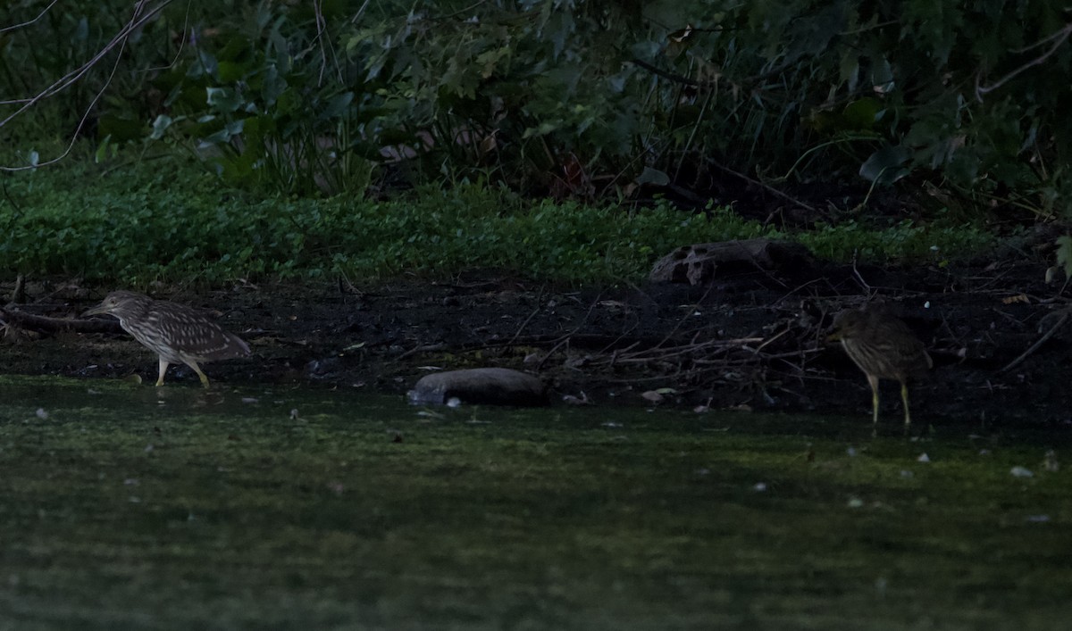 Black-crowned Night Heron - ML472253601