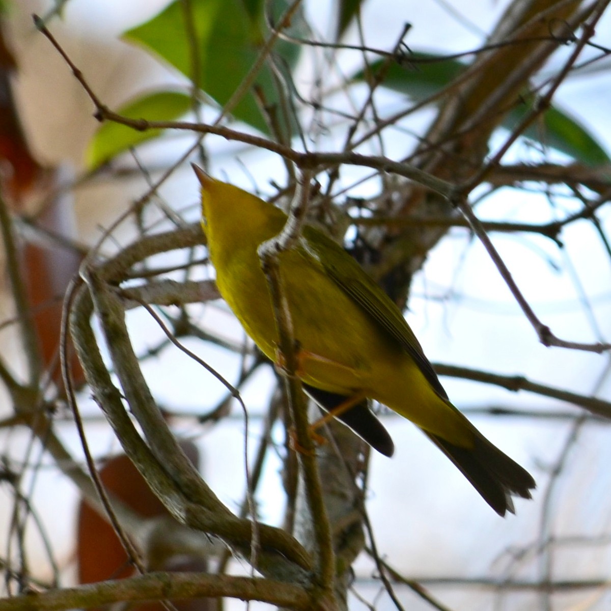 Wilson's Warbler - Nina Rach