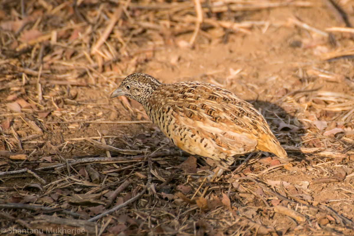 Barred Buttonquail - ML47225531