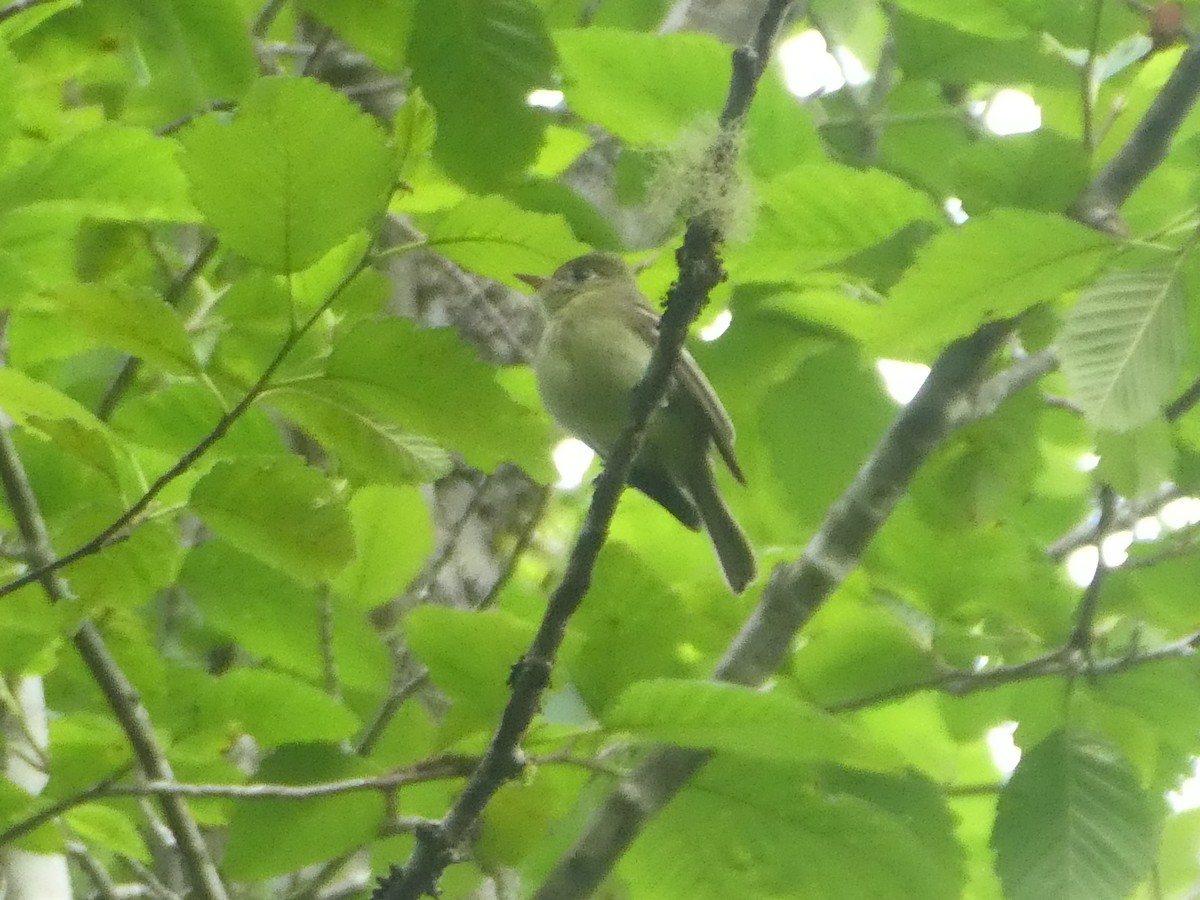 Western Flycatcher (Pacific-slope) - Dan Goldfield