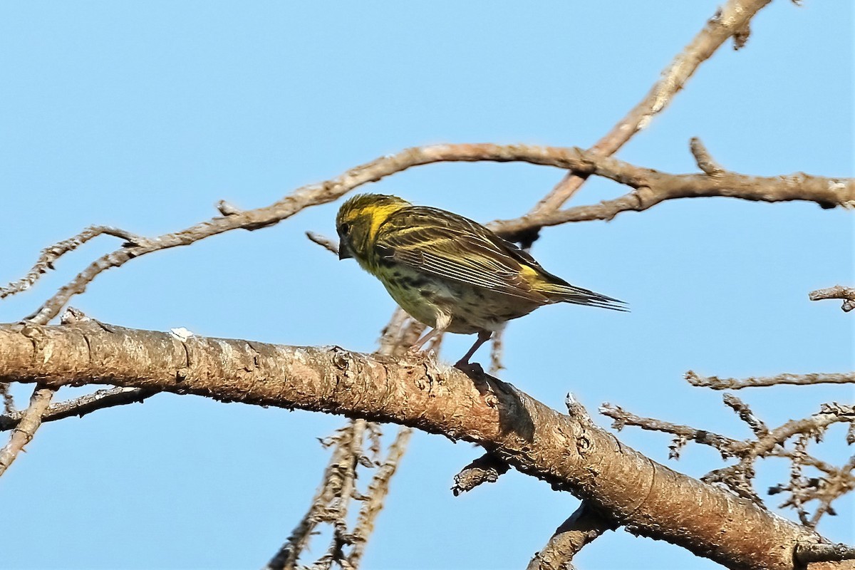 European Serin - Leonardo Rassu