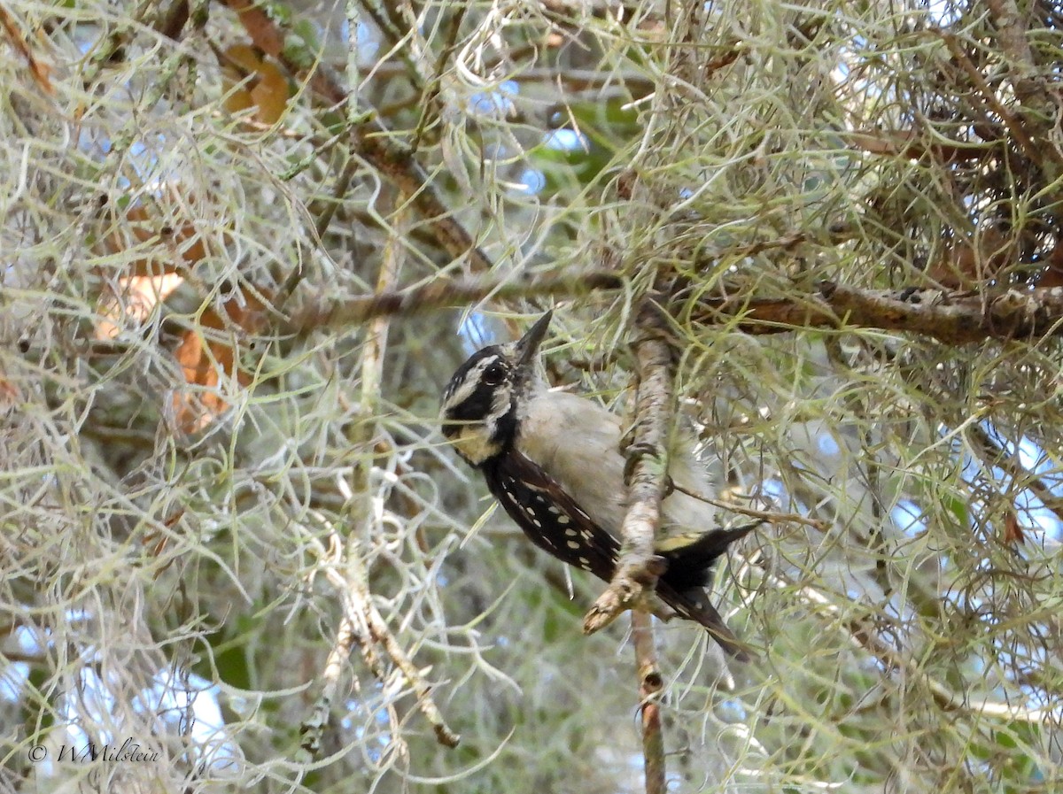 Downy Woodpecker - ML472256841