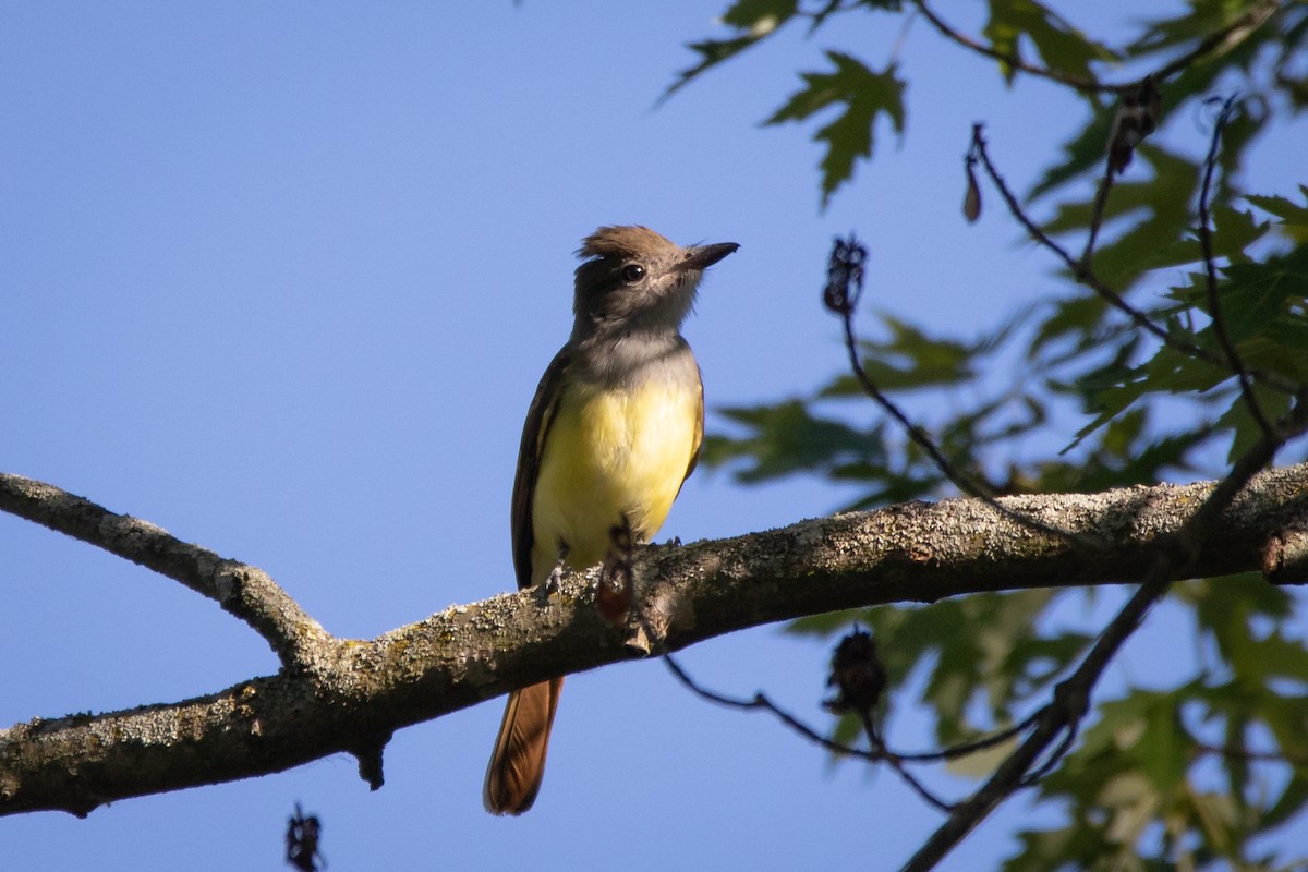 Great Crested Flycatcher - ML472257061