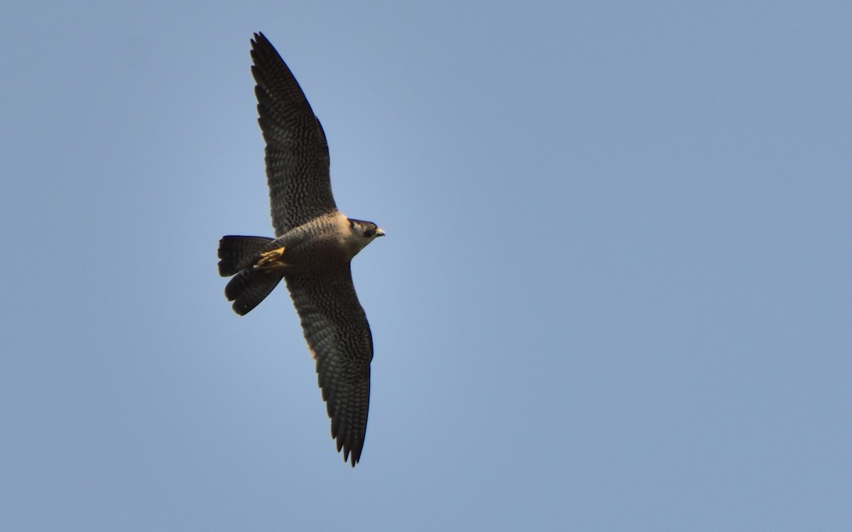 Peregrine Falcon - ML472257871