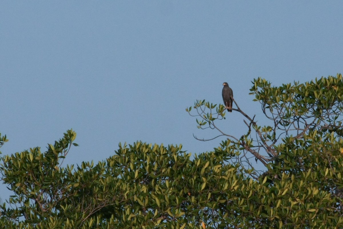 Common Black Hawk - ML47225801