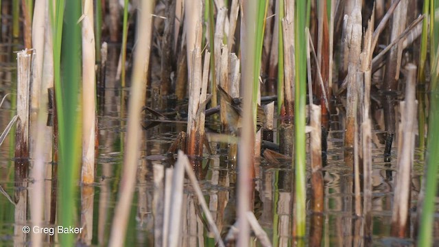 Sedge Warbler - ML472258071