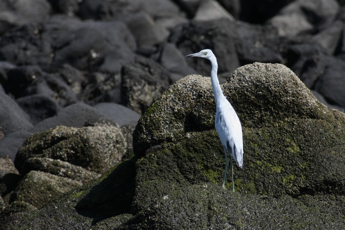 Little Blue Heron - ML47225981