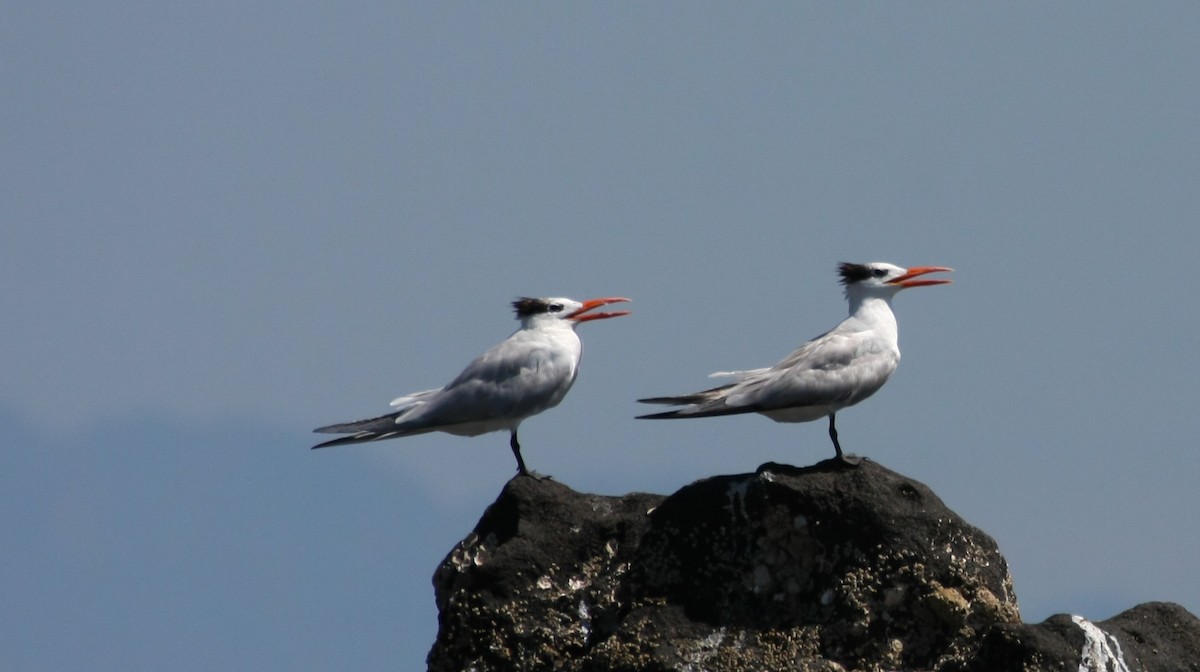 Royal Tern - ML47226061