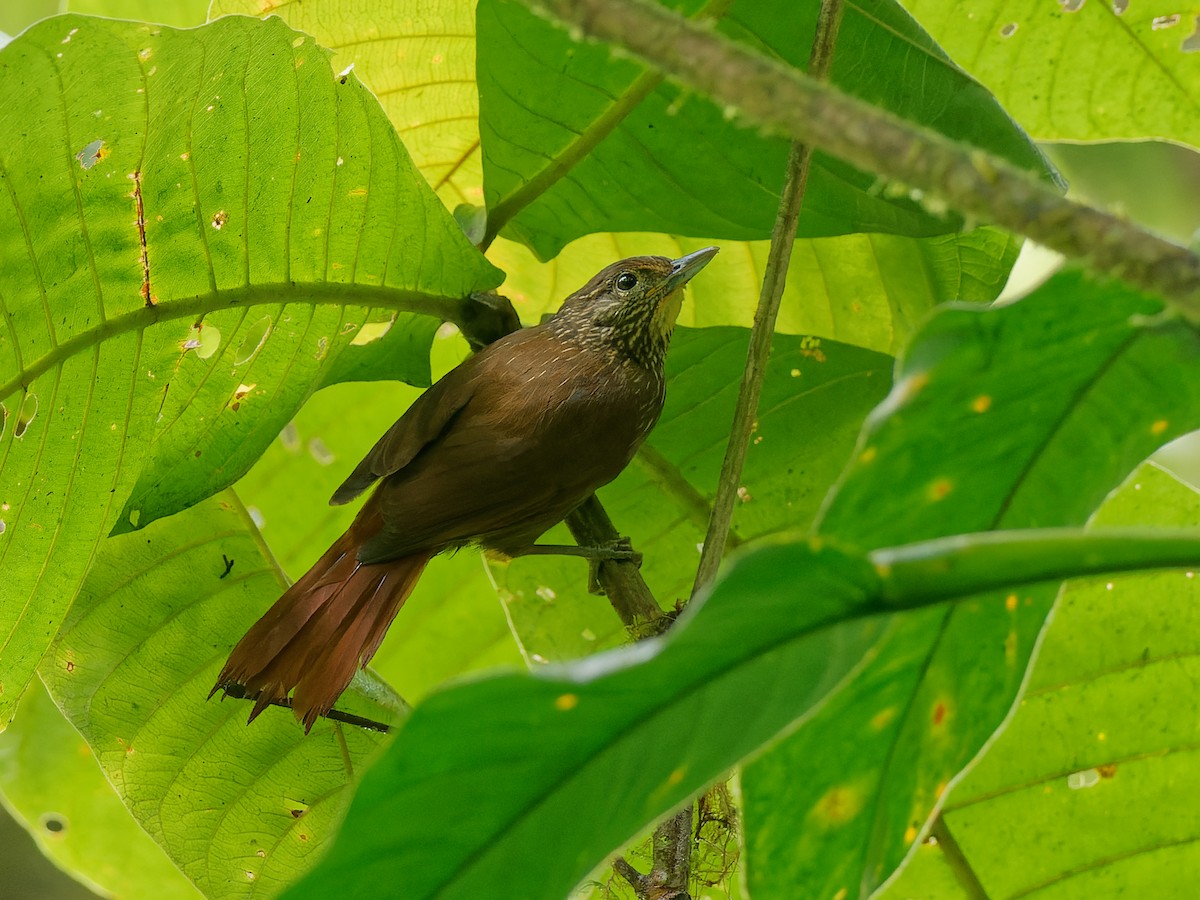 Lineated Foliage-gleaner - Chris Allen