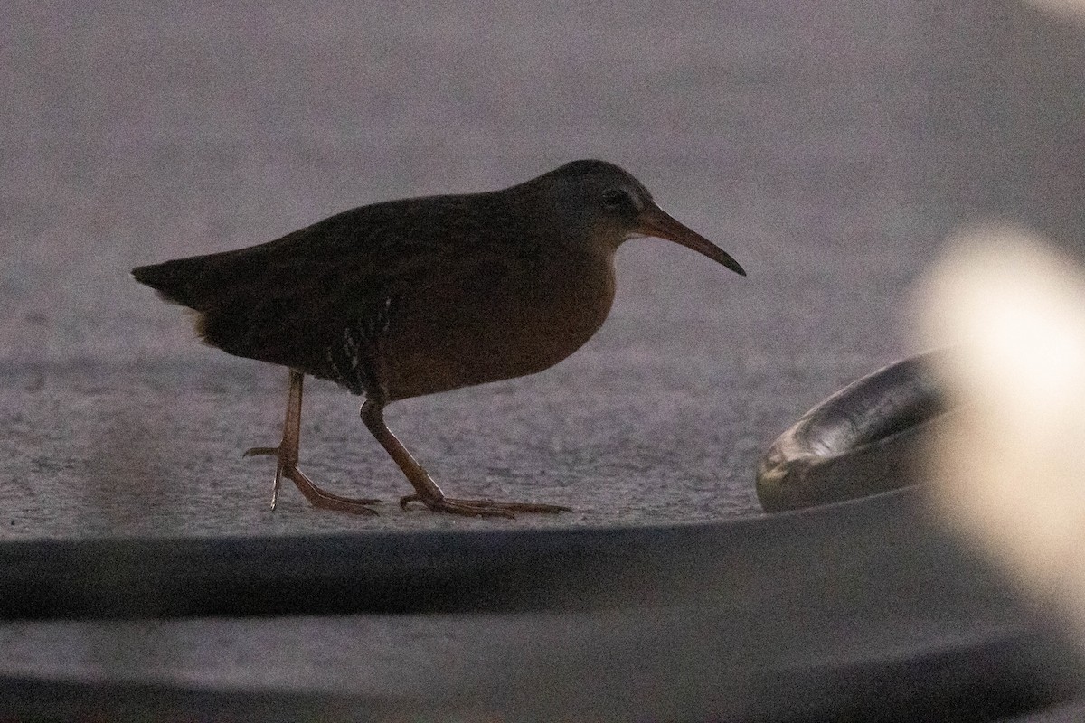 Virginia Rail - ML472261981