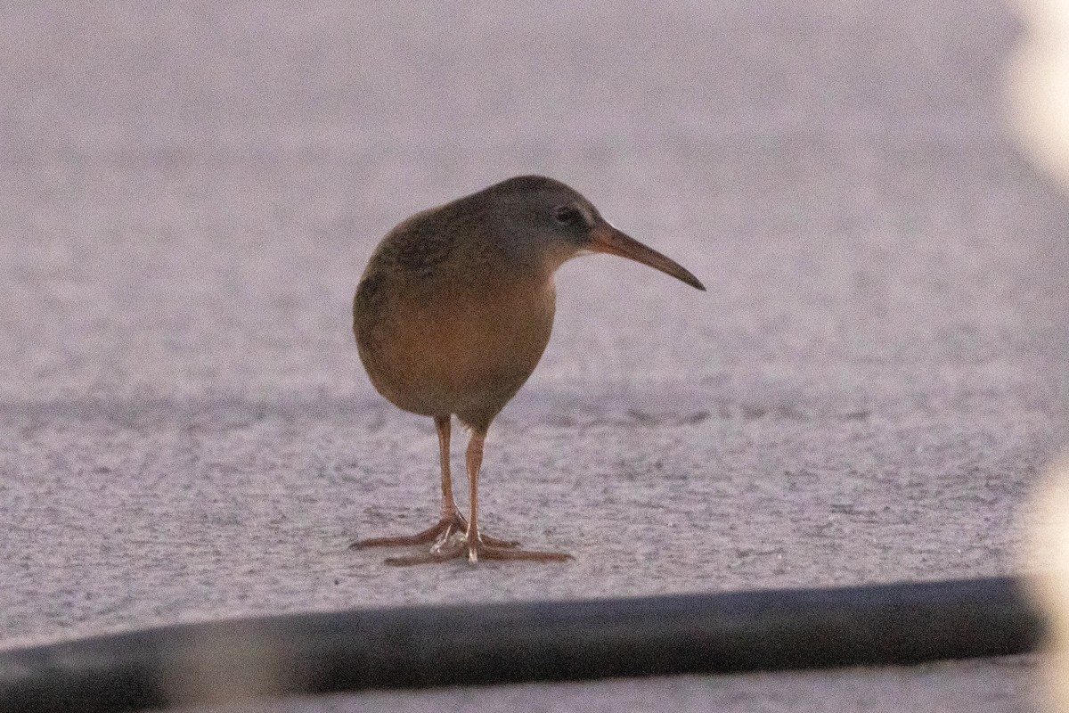 Virginia Rail - ML472261991