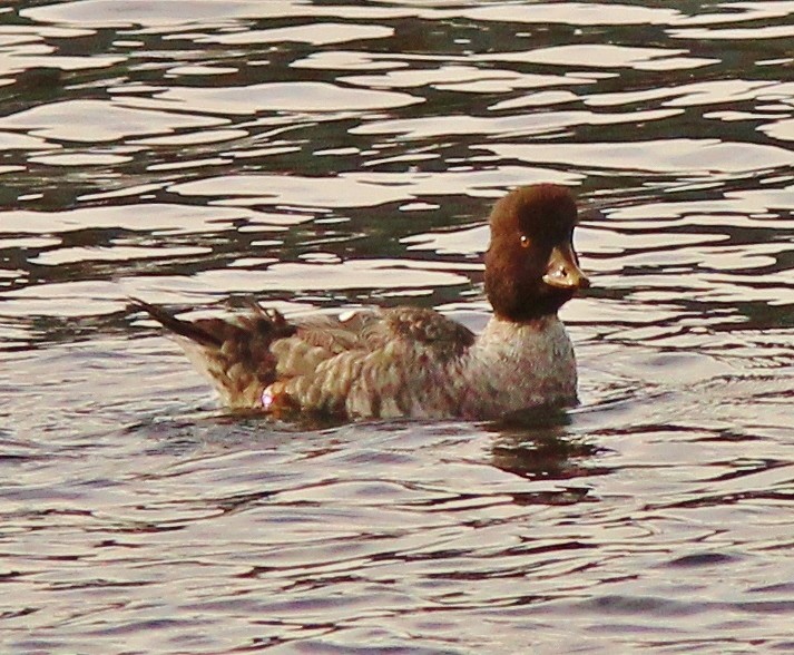 Barrow's Goldeneye - ML47226211