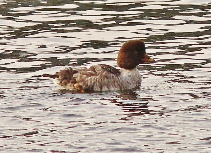 Barrow's Goldeneye - ML47226221