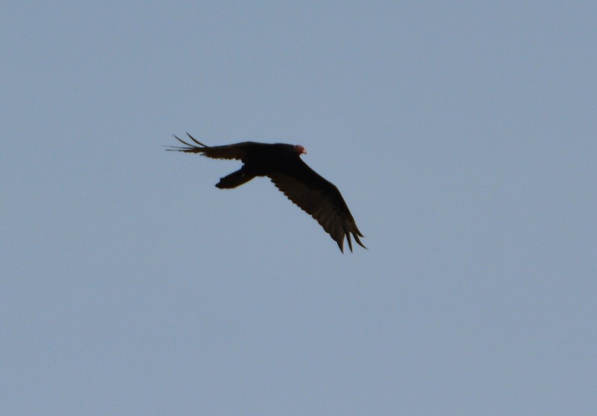 Turkey Vulture - ML472263301