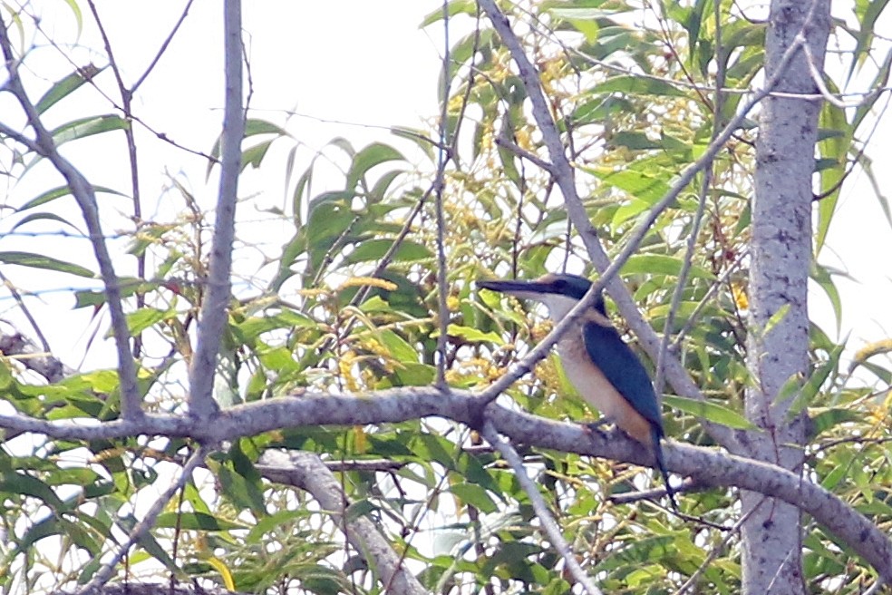 Sacred Kingfisher - ML472264551