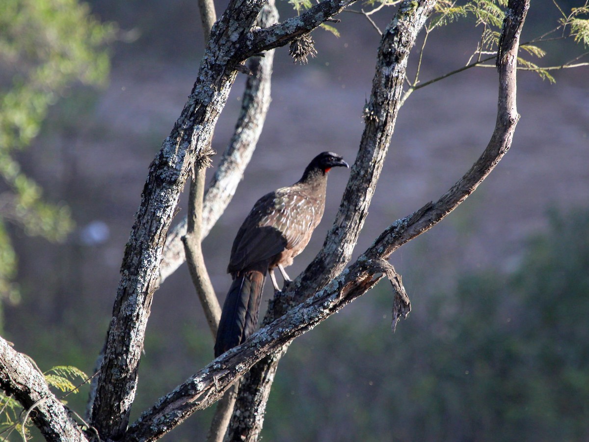 Yungas Guan - ML472264681