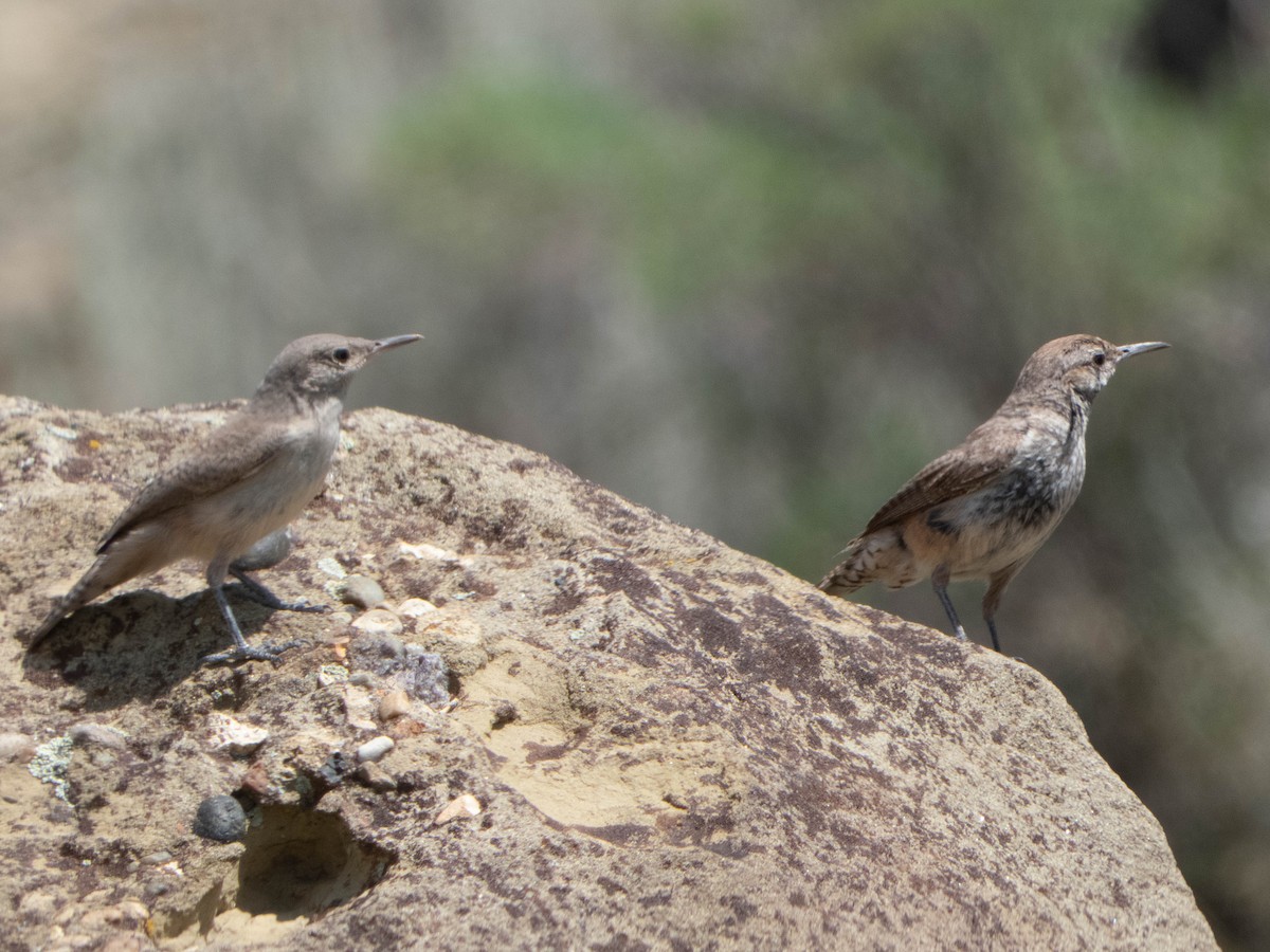 Rock Wren - ML472265151