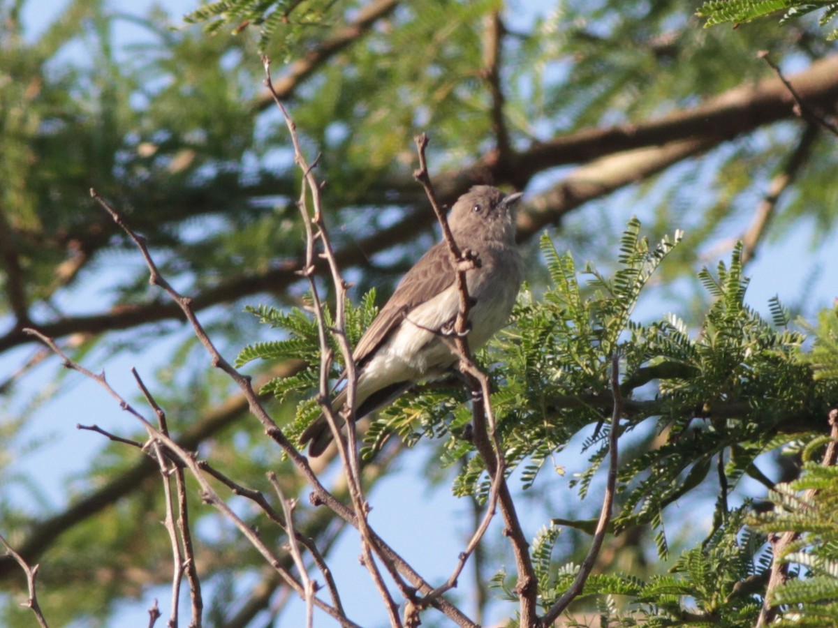Brown-backed Honeybird - ML472265221