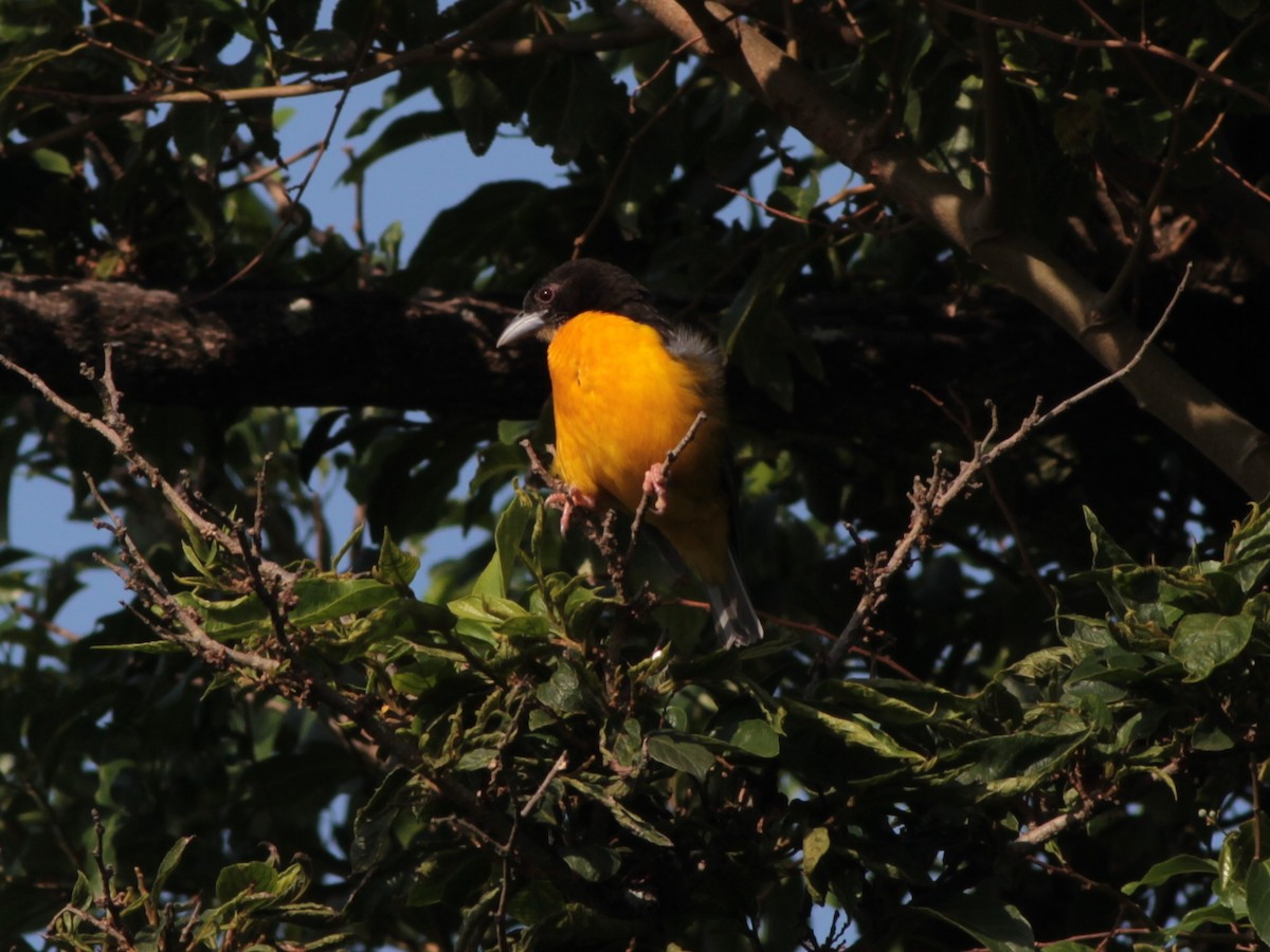 Dark-backed Weaver - ML472265471