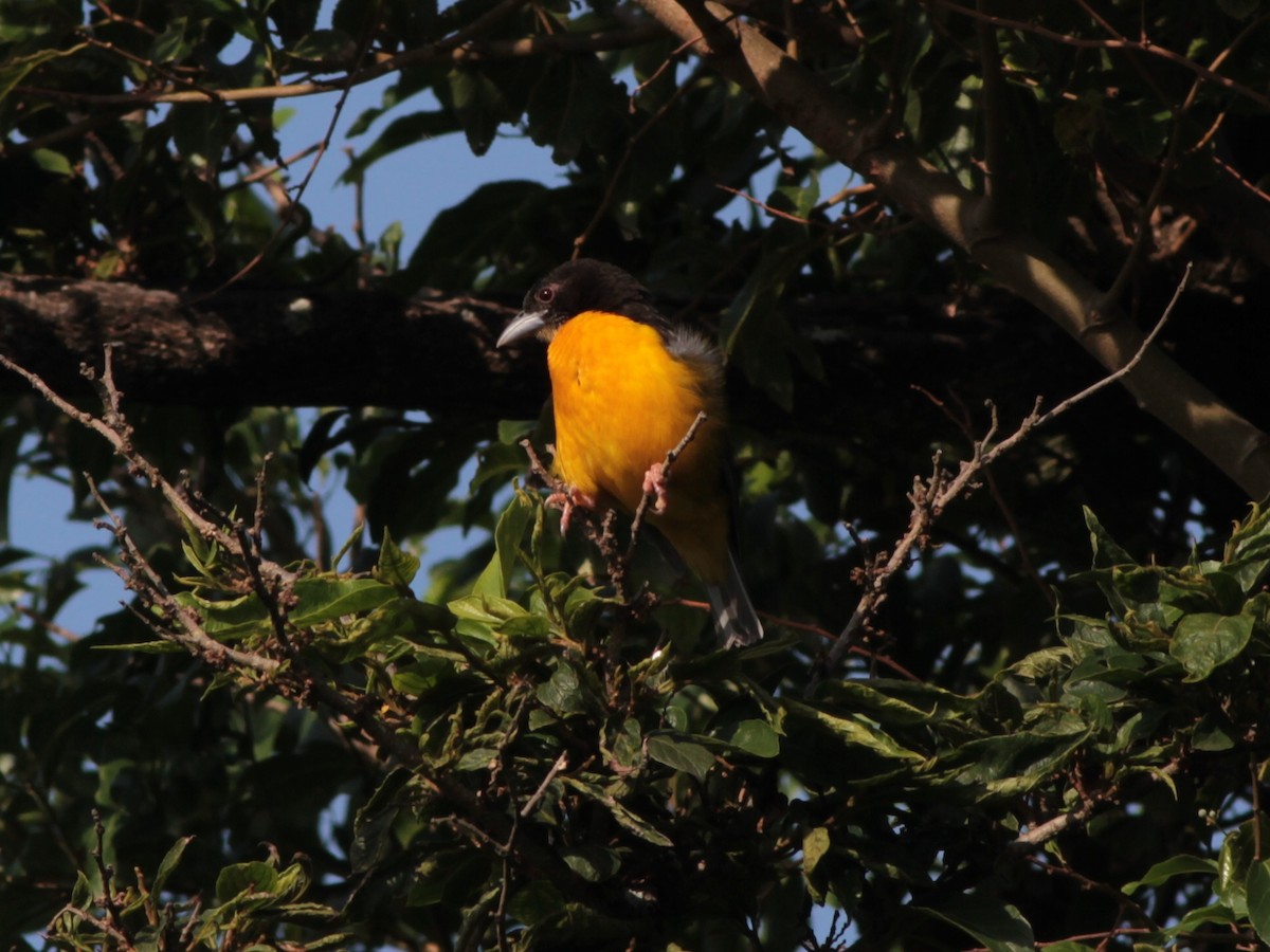 Forest Weaver - ML472265471