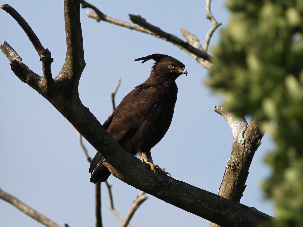 Long-crested Eagle - ML472265771