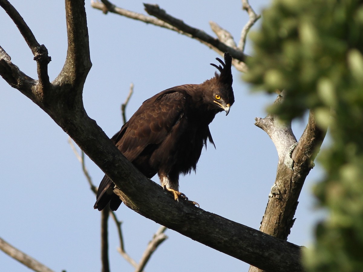 Long-crested Eagle - ML472265781