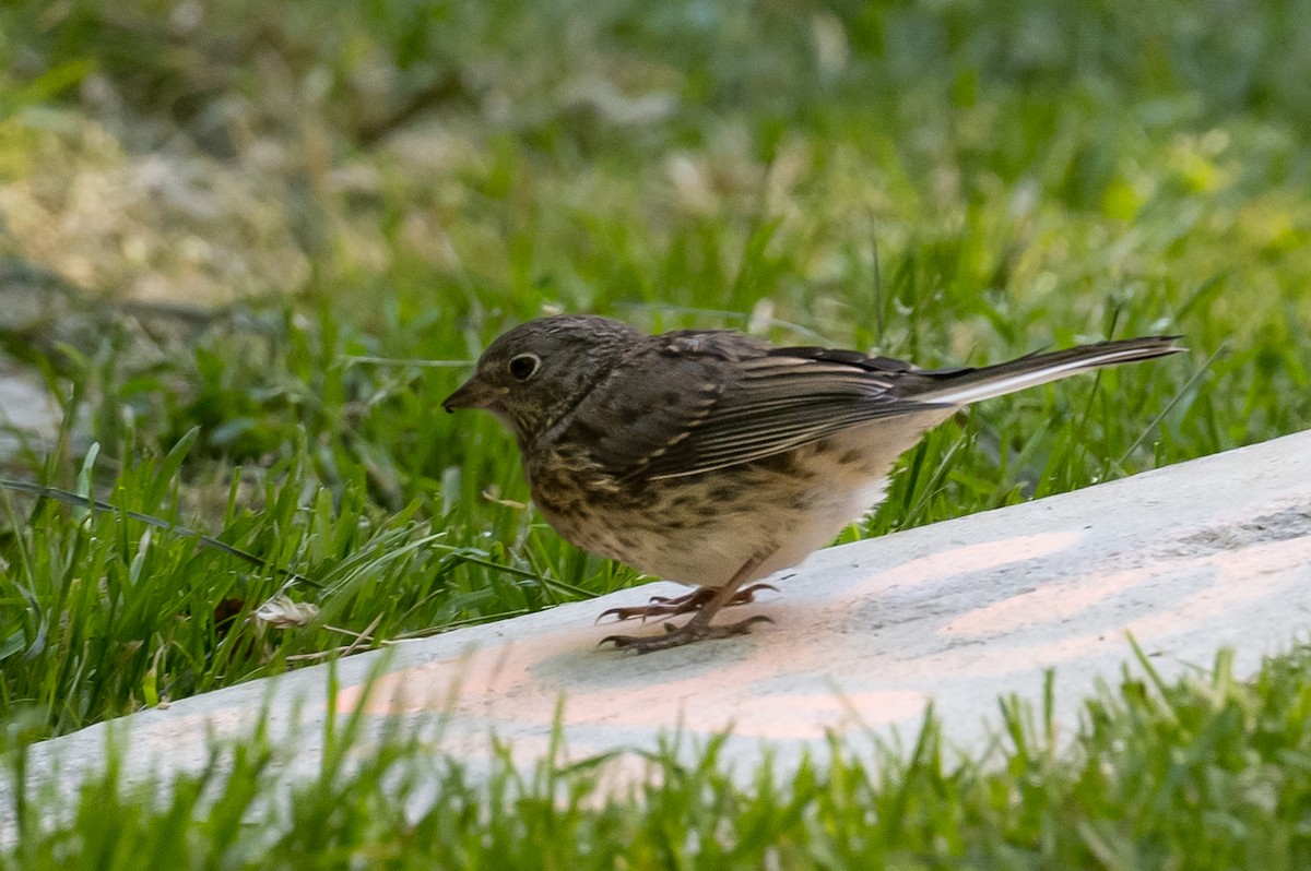 Dark-eyed Junco - Frank King