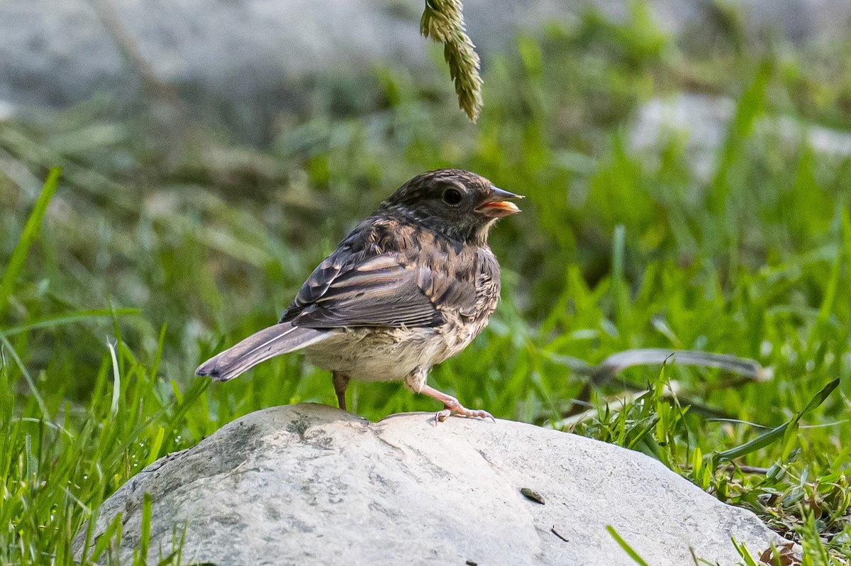 Dark-eyed Junco - ML472265861