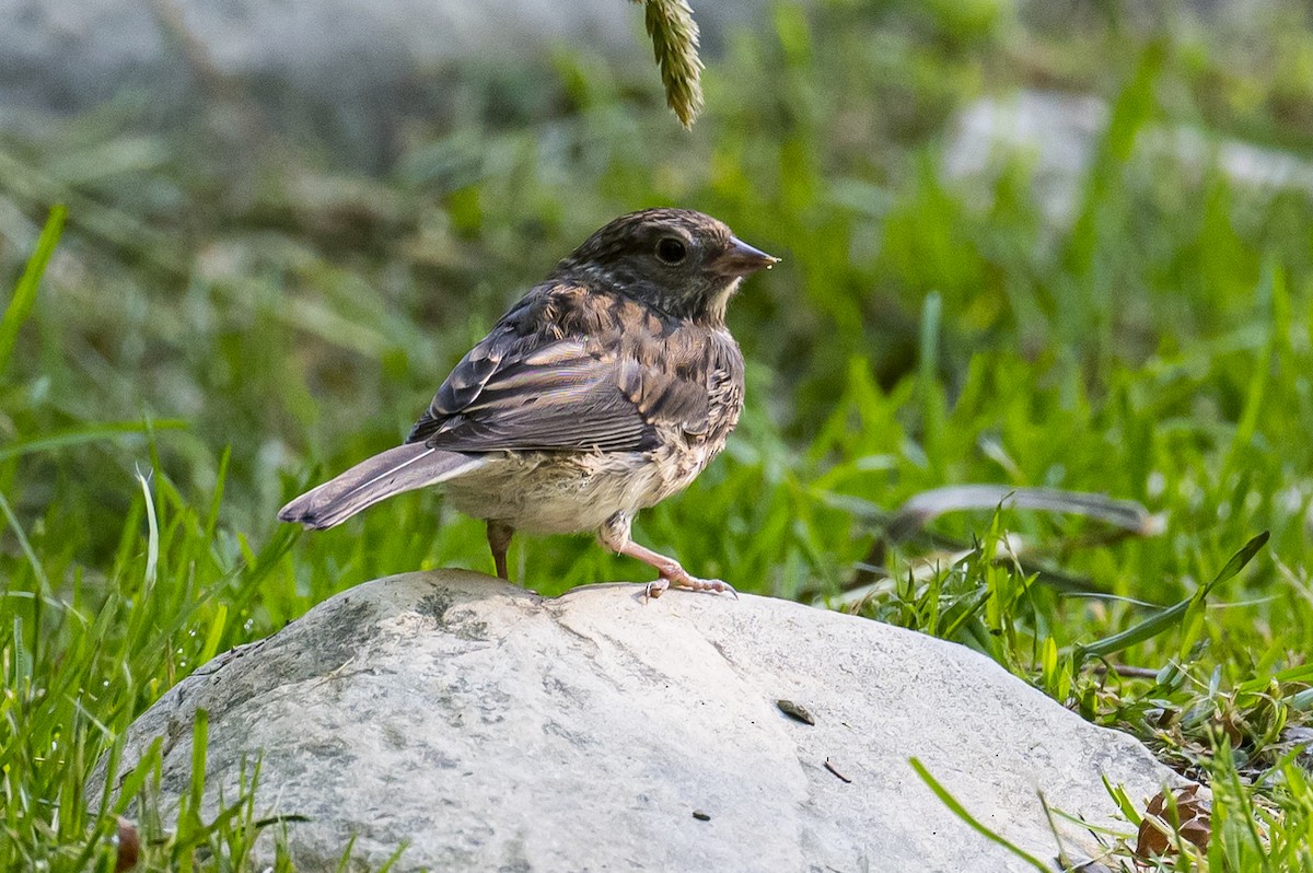 Dark-eyed Junco - ML472265871