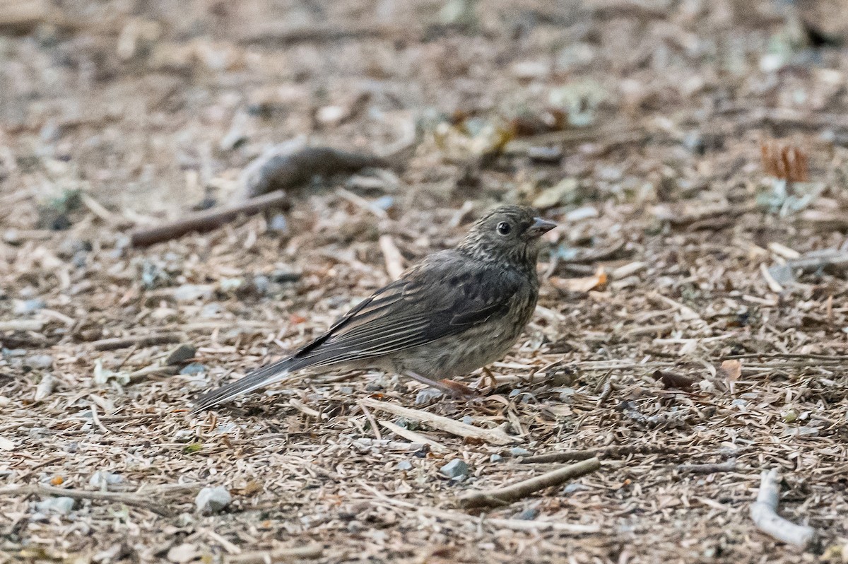 Dark-eyed Junco - ML472265891