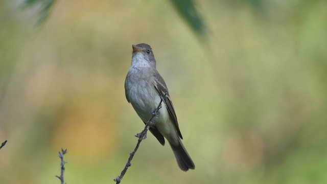 Willow Flycatcher - ML472265961