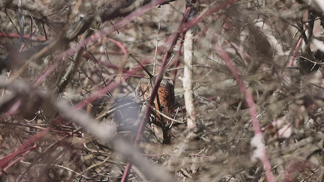 Fox Sparrow - ML472267431