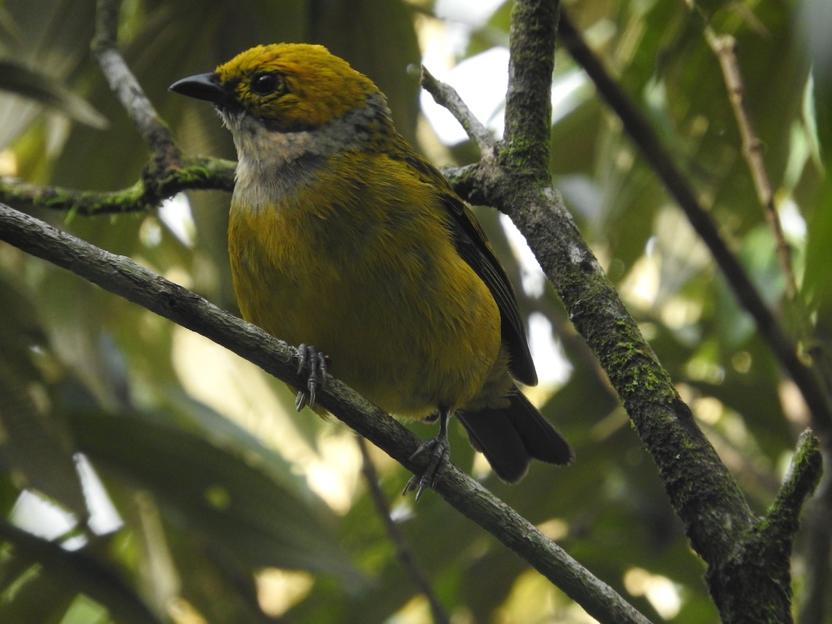Silver-throated Tanager - Jose Bolaños