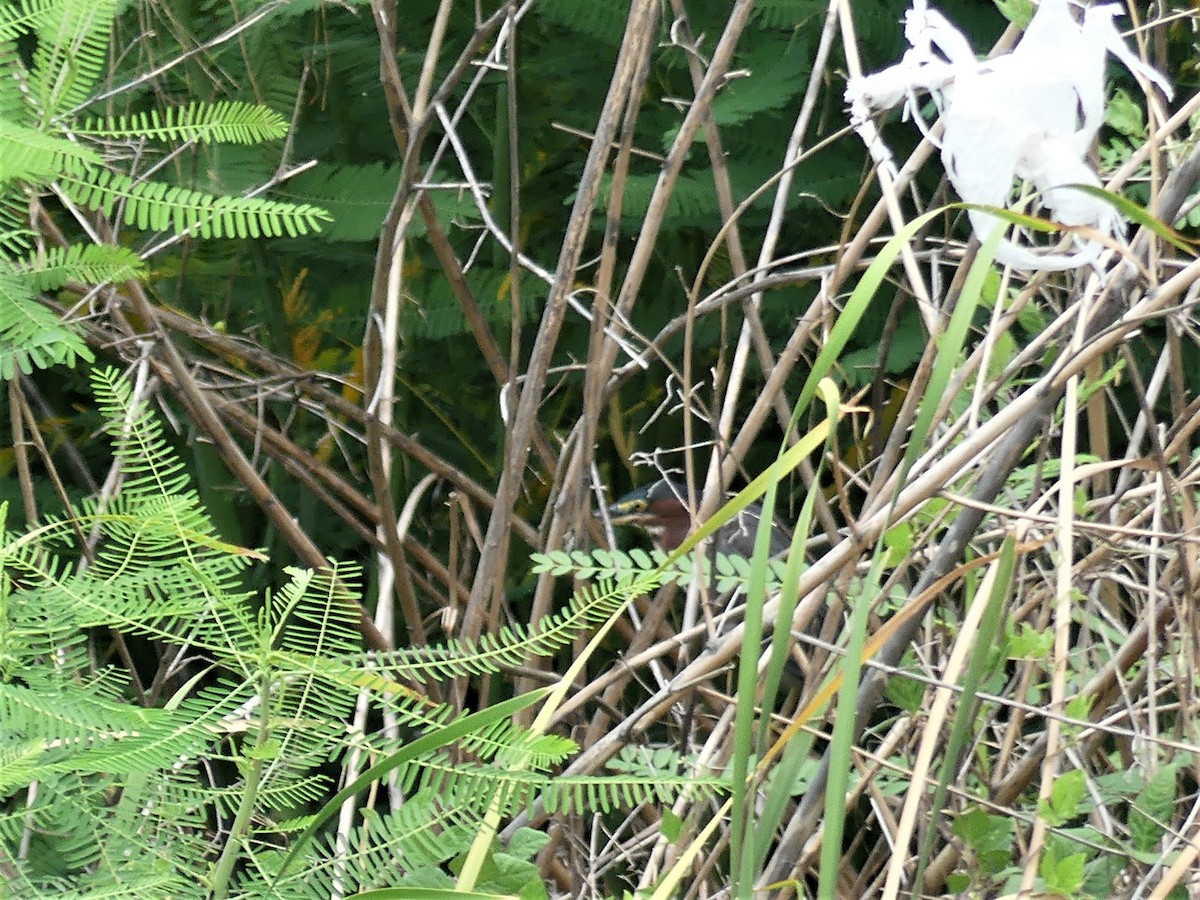 Green Heron - ML472267971