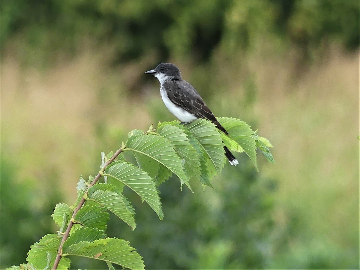 Eastern Kingbird - ML472268231