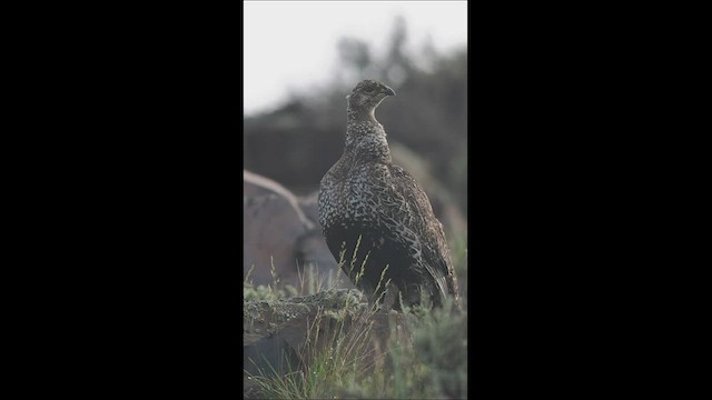 Gallo de las Artemisas Chico - ML472268441